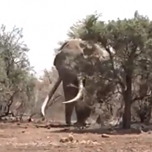 Huge Tusker