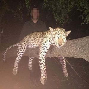 Leopard Hunt