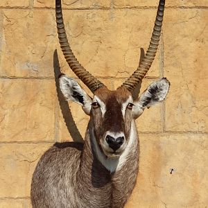 Waterbuck Shoulder Mount Taxidermy