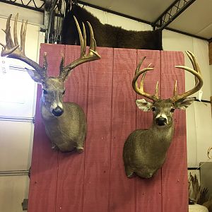 Deer Shoulder Mount Taxidermy