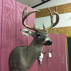 Deer Shoulder Mount Taxidermy