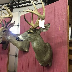 Deer Shoulder Mount Taxidermy