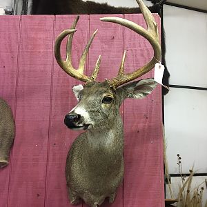 Deer Shoulder Mount Taxidermy