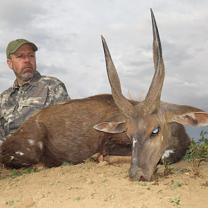 hunting Bushbuck