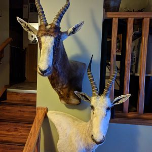 Common & White Blesbok Shoulder Mount Taxidermy