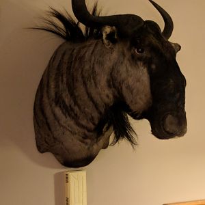 Blue Wildebeest Shoulder Mount Taxidermy