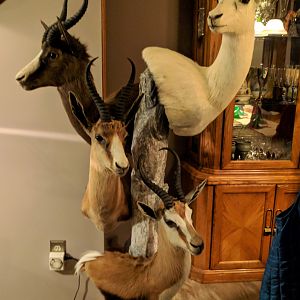 Grand Slam Springbok Combo Taxidermy