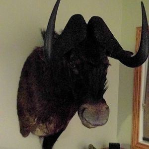 Black Wildebeest Shoulder Mount Taxidermy