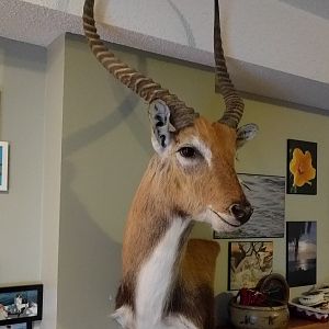 Lechwe Shoulder Mount Taxidermy