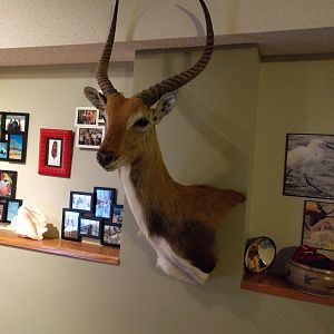 Lechwe Shoulder Mount Taxidermy