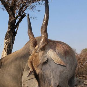 Namibia Hunting Eland