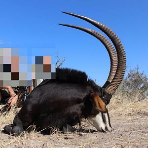 Hunt Sable Antelope Namibia