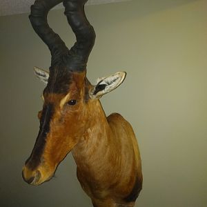 Red Hartebeest Shoulder Mount Taxidermy