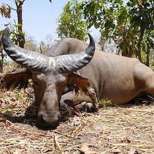 West African Savanna Buffalo Hunt