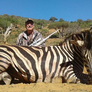 South Africa Burchell's Plain Zebra Hunting