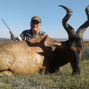 Red Hartebeest Hunt South Africa