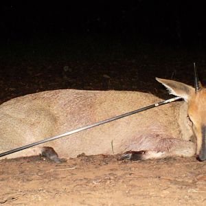 duiker hunting