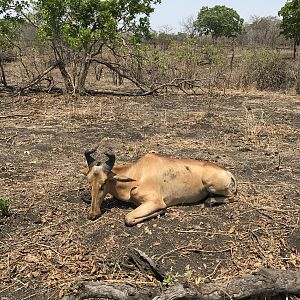 Lichtenstein's Hartebeest Hunt in Mozambique