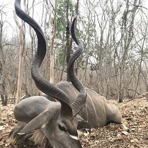 Kudu Hunting Mozambique