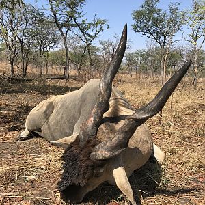 Mozambique Hunt Eland