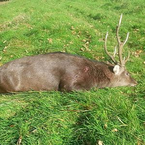 England Hunting Sitka Deer