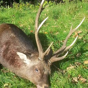 Sitka deer Hunting England