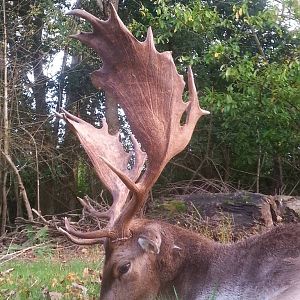 Hunt Fallow Deer in England