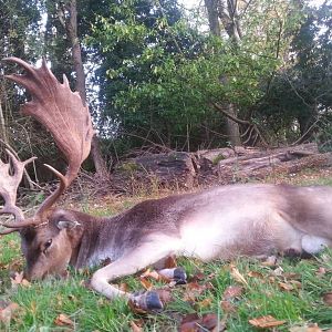 Fallow Deer Hunt in England