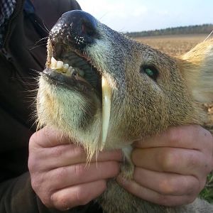 England Hunting Chinese Water Deer