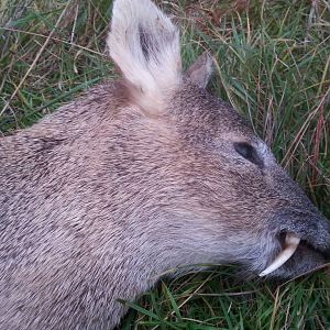 Chinese Water Deer Hunt in England