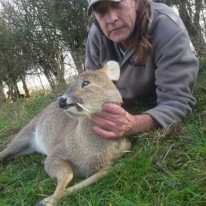 Chinese Water Deer England Hunting