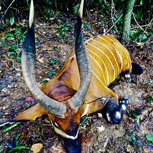 Bongo Hunting in the Congo