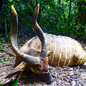 Bongo Hunting in the Congo