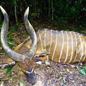 Bongo Hunting in the Congo