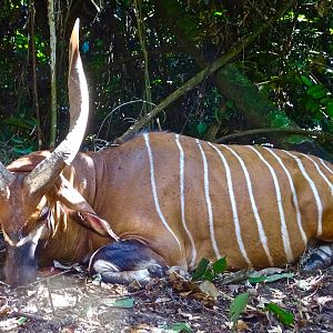 Bongo Hunting in the Congo