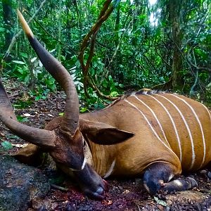 Bongo Hunting in the Congo