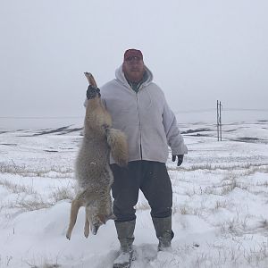 Hunting Coyote