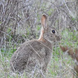 Rabbit