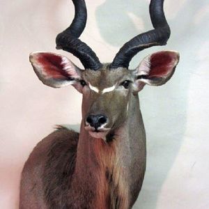 Kudu Shoulder Mount Taxidermy