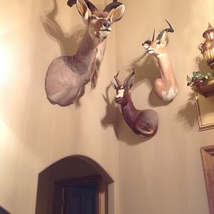 Kudu Shoulder Mount Taxidermy