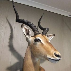 Impala Shoulder Mount Taxidermy