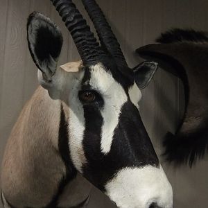 Gemsbok Shoulder Mount Taxidermy