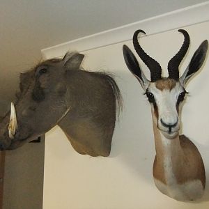 Warthog & Springbok Shoulder Mount Taxidermy