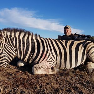 South Africa Burchell's Plain Zebra Hunting