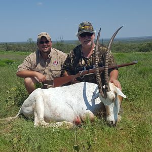 Scimitar oryx Hunt in Texas