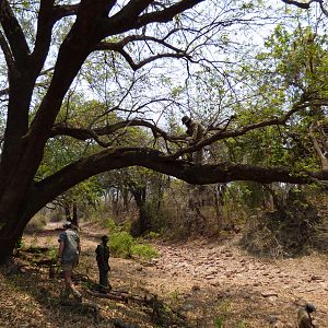 Preparing Leopard Bait