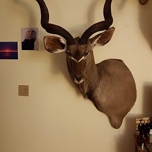 Kudu Shoulder Mount Taxidermy