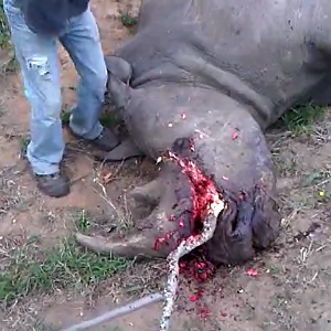 Rhino poaching