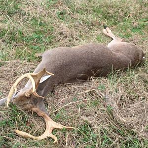 Whitetail Deer Hunt in Texas