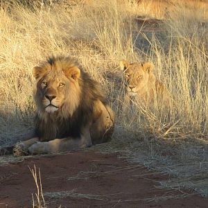 Lion in Namibia